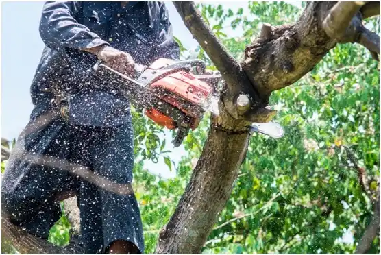 tree services Ackermanville